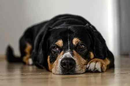 狗狗健康 狗狗健康