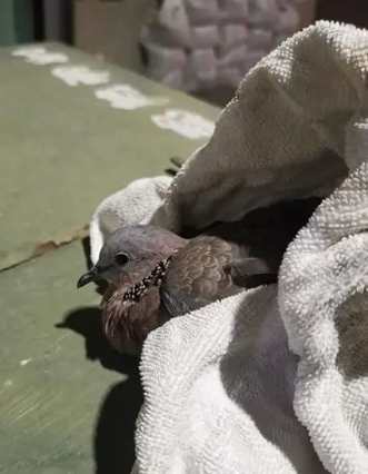 鳥類救援方法 鳥類救援方法