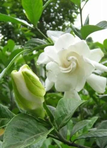 桅子花病虫害防治 桅子花病虫害防治