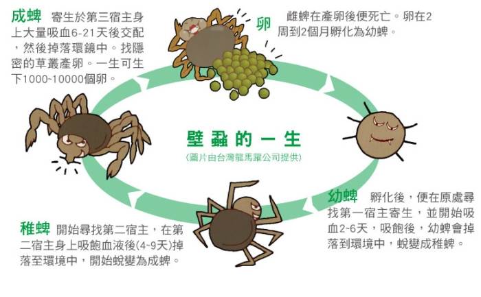 壁蝨殺蟲劑比較