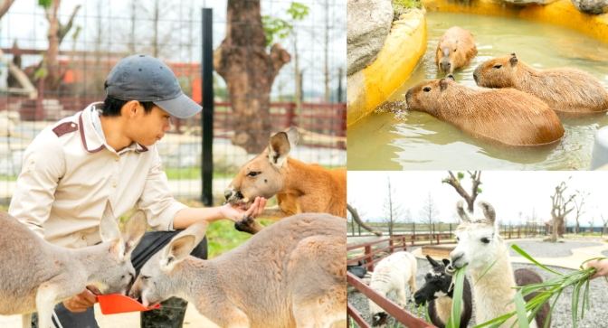 宜蘭袋鼠農場 宜蘭袋鼠農場