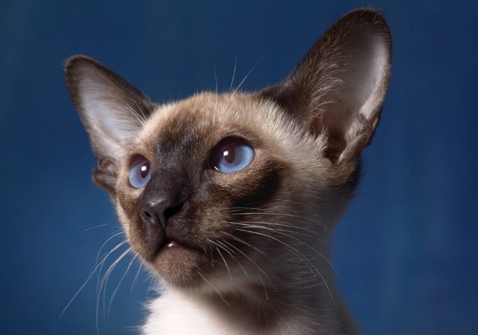 心絲蟲預防方法