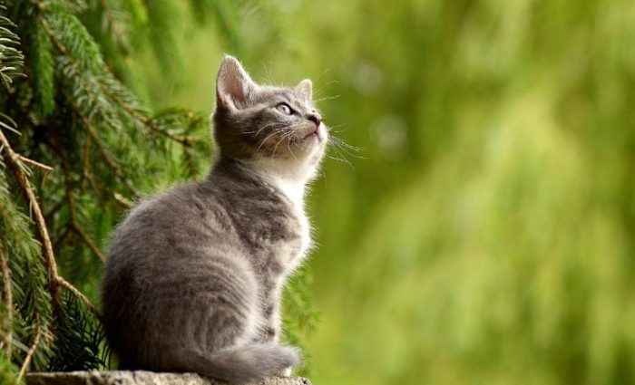 貓疥癬蟲症狀 貓疥癬蟲症狀