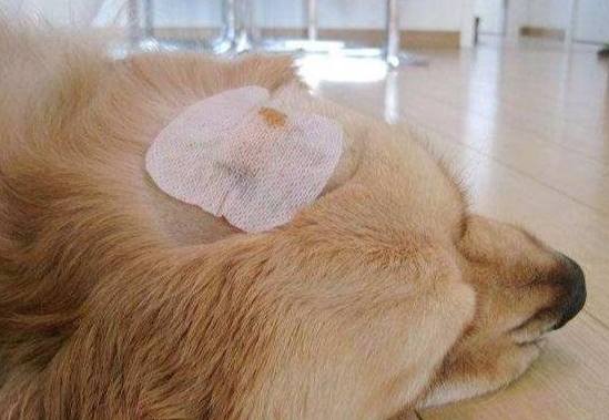 狗狗脂肪瘤治療 狗狗脂肪瘤治療