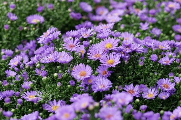 紫色雛菊種植