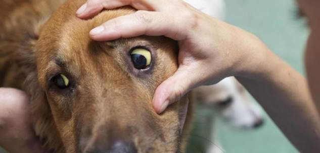 狗狗膽汁原因 狗狗膽汁原因