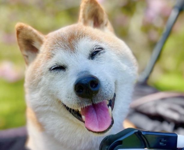 狗胰臟炎治療費用 狗胰臟炎治療費用