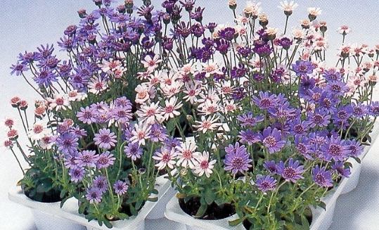 藍色小雛菊種植