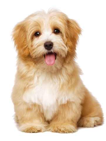 狗便血原因 狗便血原因