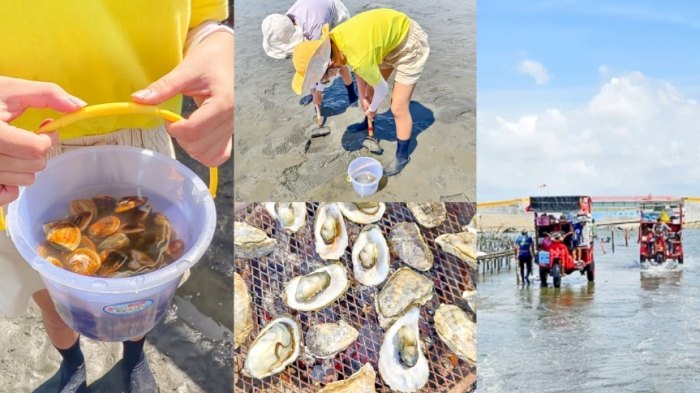 王功挖蛤蜊 王功挖蛤蜊