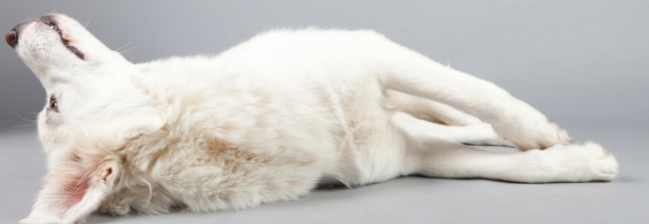 狗休克急救 狗休克急救