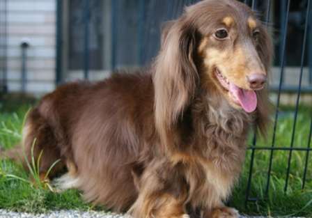 長毛臘腸狗聰明嗎 長毛臘腸狗聰明嗎