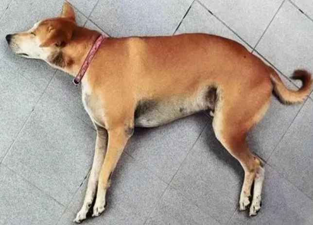 狗休克症狀 狗休克症狀