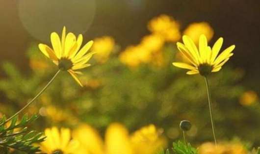 小雛菊花語含義