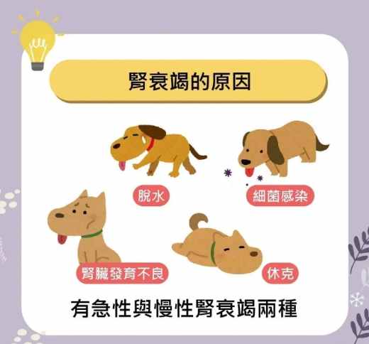 狗狗腎衰竭治療