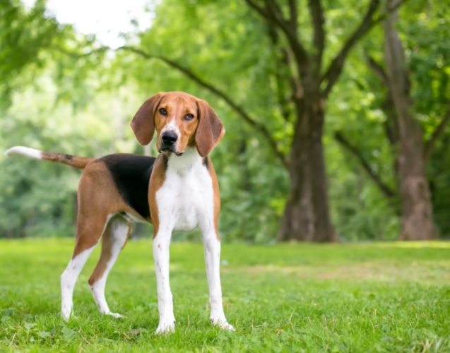 狗胰臟炎治療費用 狗胰臟炎治療費用