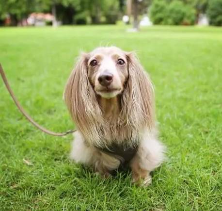 臘腸狗智力 臘腸狗智力