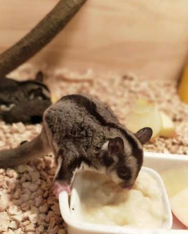 蜜袋鼯餵食方法