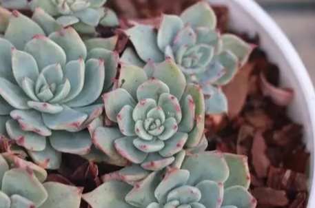 多肉植物澆水方法