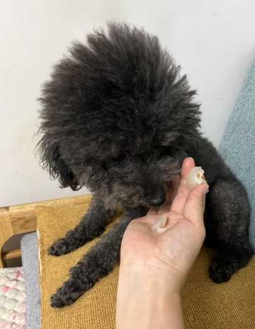 荔枝對狗有害嗎