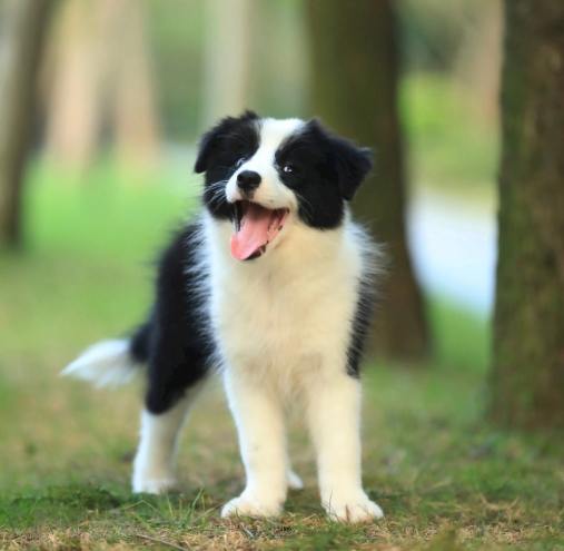 肺積水症狀狗狗 肺積水症狀狗狗