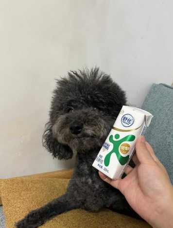 低脂牛奶對狗的影響 低脂牛奶對狗的影響