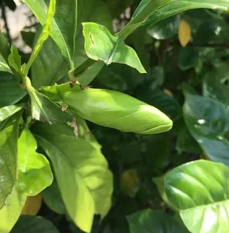 桅子花病虫害防治 桅子花病虫害防治