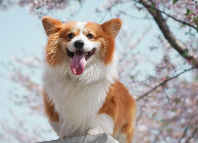 胰臟炎檢查費用