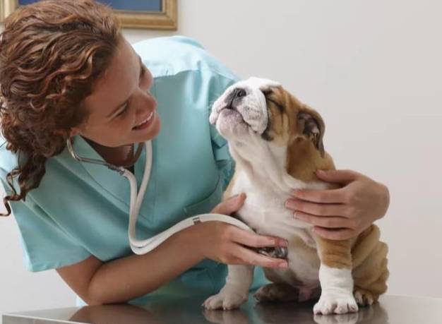 幼犬呼吸急促原因