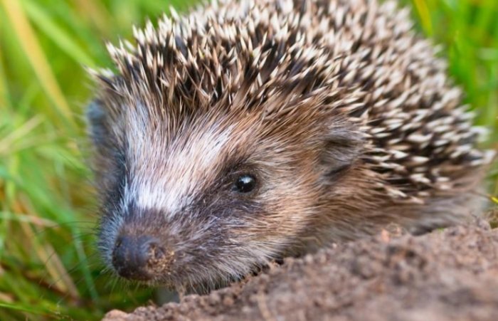 刺蝟的刺有毒嗎