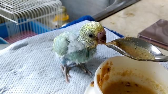 幼鳥餵食注意事項