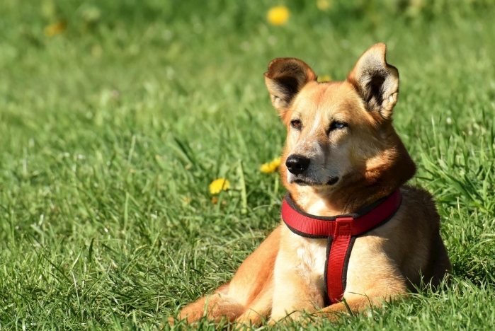狗狗肺積水治療 狗狗肺積水治療