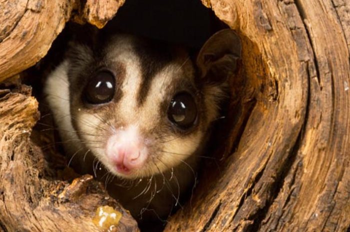 蜜袋鼯飼養