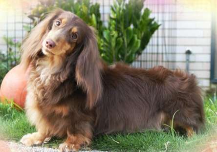 長毛臘腸狗護理 長毛臘腸狗護理