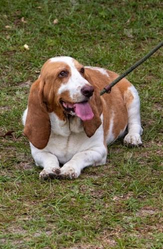 老年狗神經問題