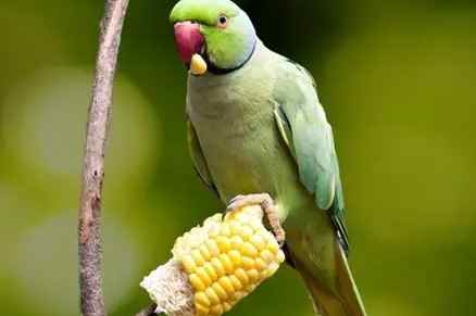 鸚鵡水果安全