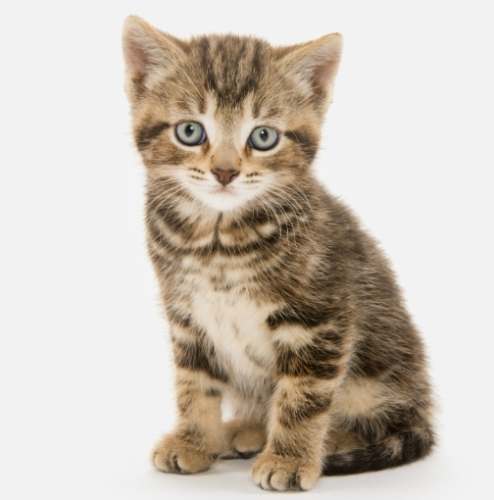 貓疥癬蟲症狀 貓疥癬蟲症狀