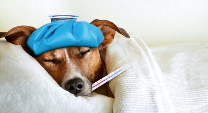 狗狗感冒治療 狗狗感冒治療