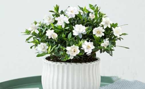 桅子花病虫害防治 桅子花病虫害防治