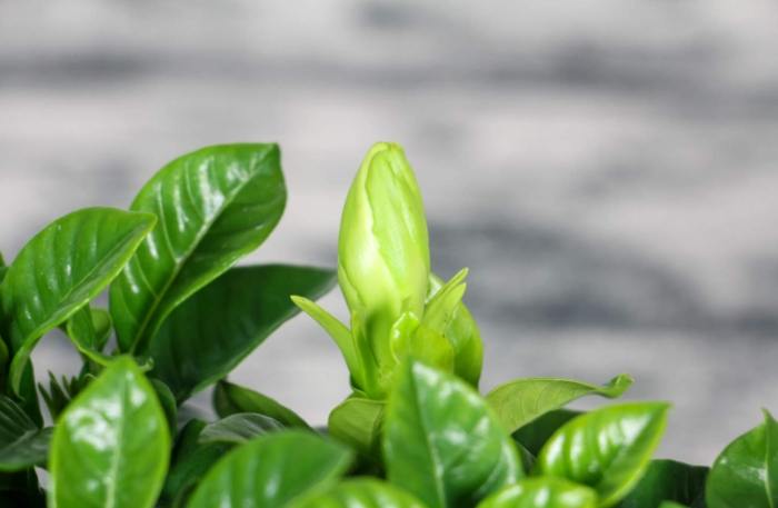 梔子花施肥方法