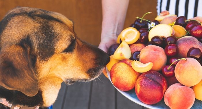 葡萄皮對狗有毒 葡萄皮對狗有毒