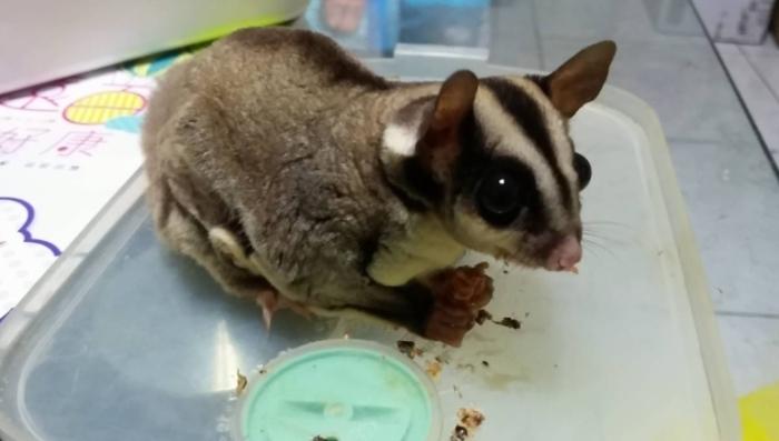 奇異果餵食 奇異果餵食