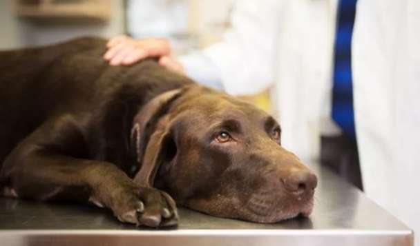 狗狗膽汁治療 狗狗膽汁治療