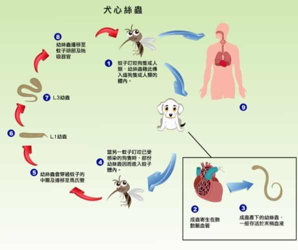 犬心絲蟲症狀