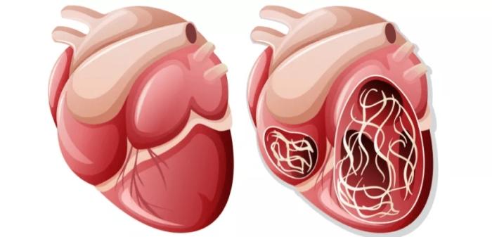 心絲蟲預防方法