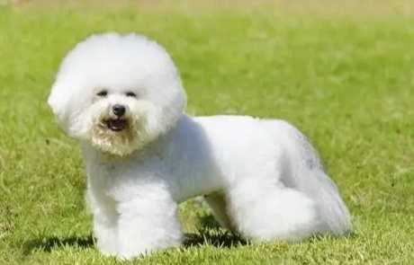 白色犬種推薦 白色犬種推薦