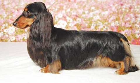 如何延長狗壽命 如何延長狗壽命