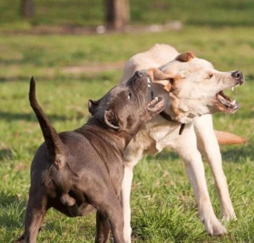 狂犬病預防 狂犬病預防