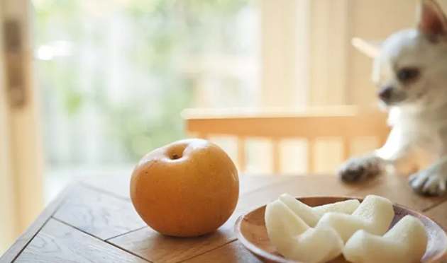 西洋梨對狗有害嗎 西洋梨對狗有害嗎