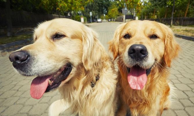 如何延長金毛壽命